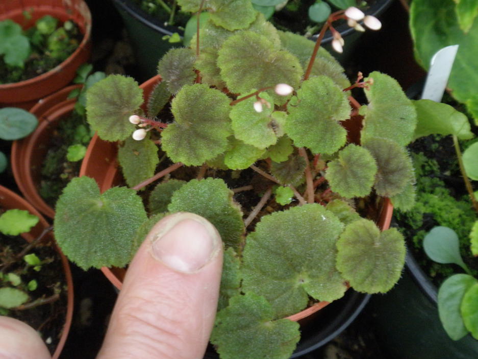 Begonia hoehneana
