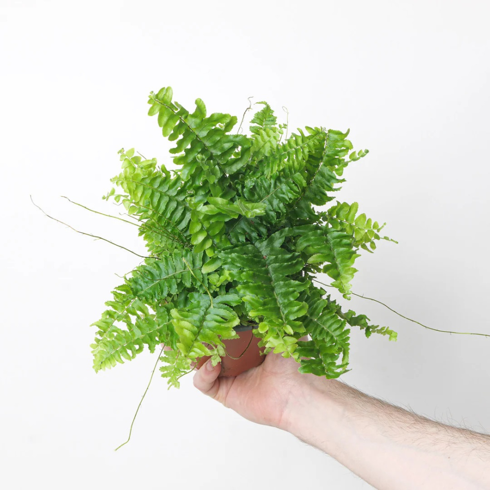 Nephrolepis green lady
