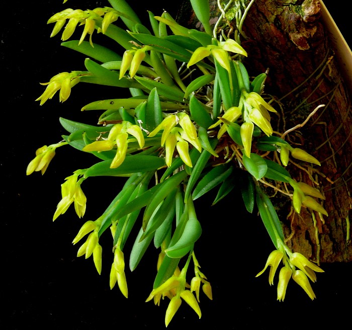 Pleurothallis sonderiana