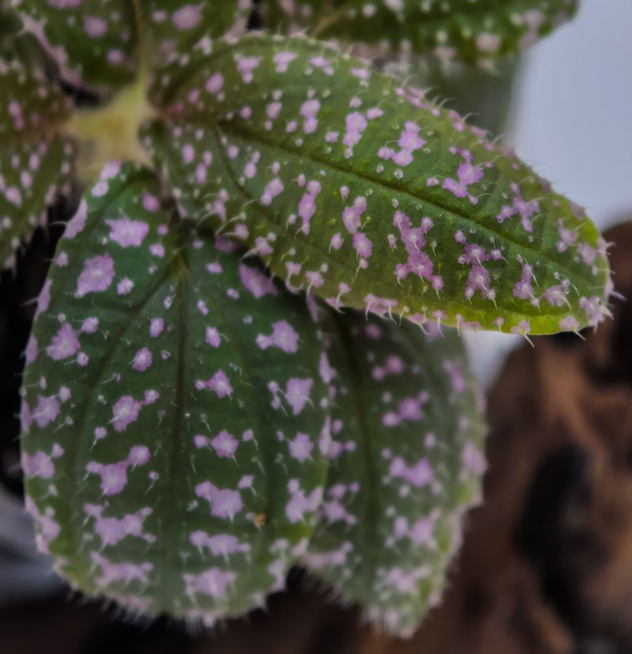 Sonerila sp pink spots