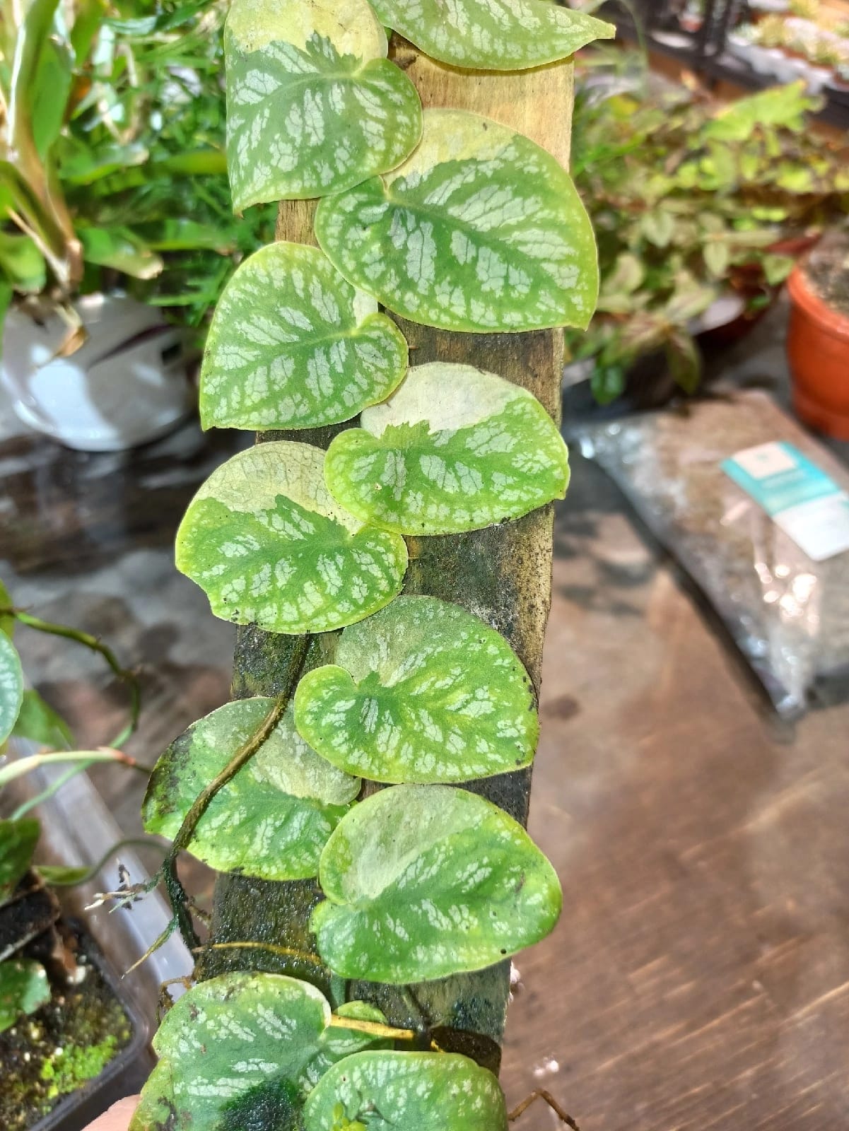 Monstera dubia variegata
