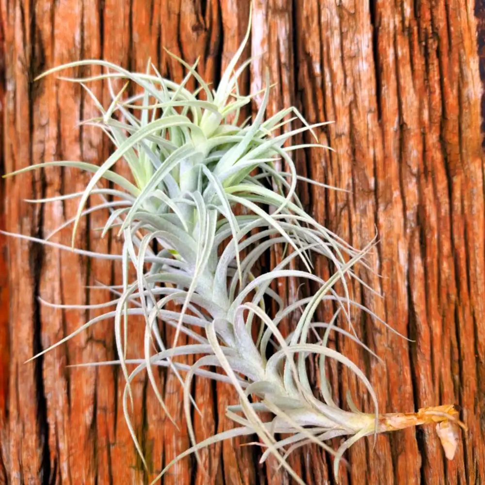 Tillandsia sweet isabel
