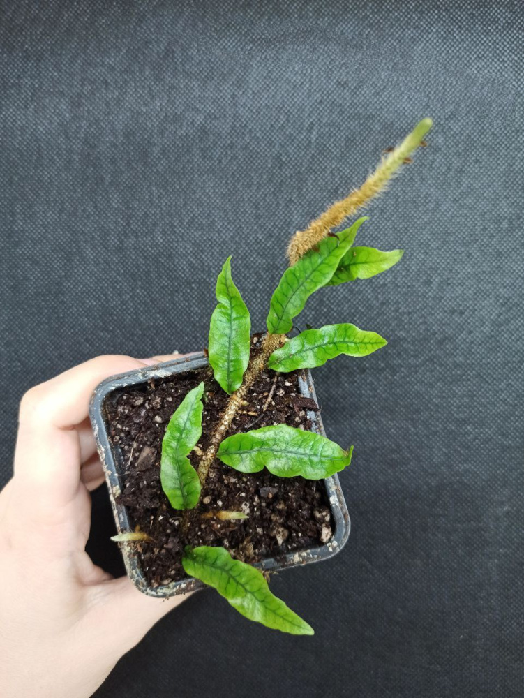 Microgramma lycopodioides