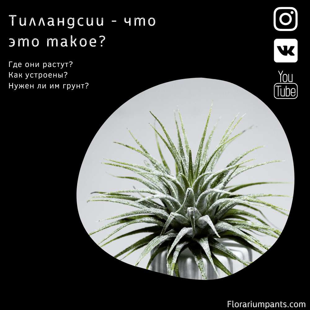 Тилландсии, что это такое?