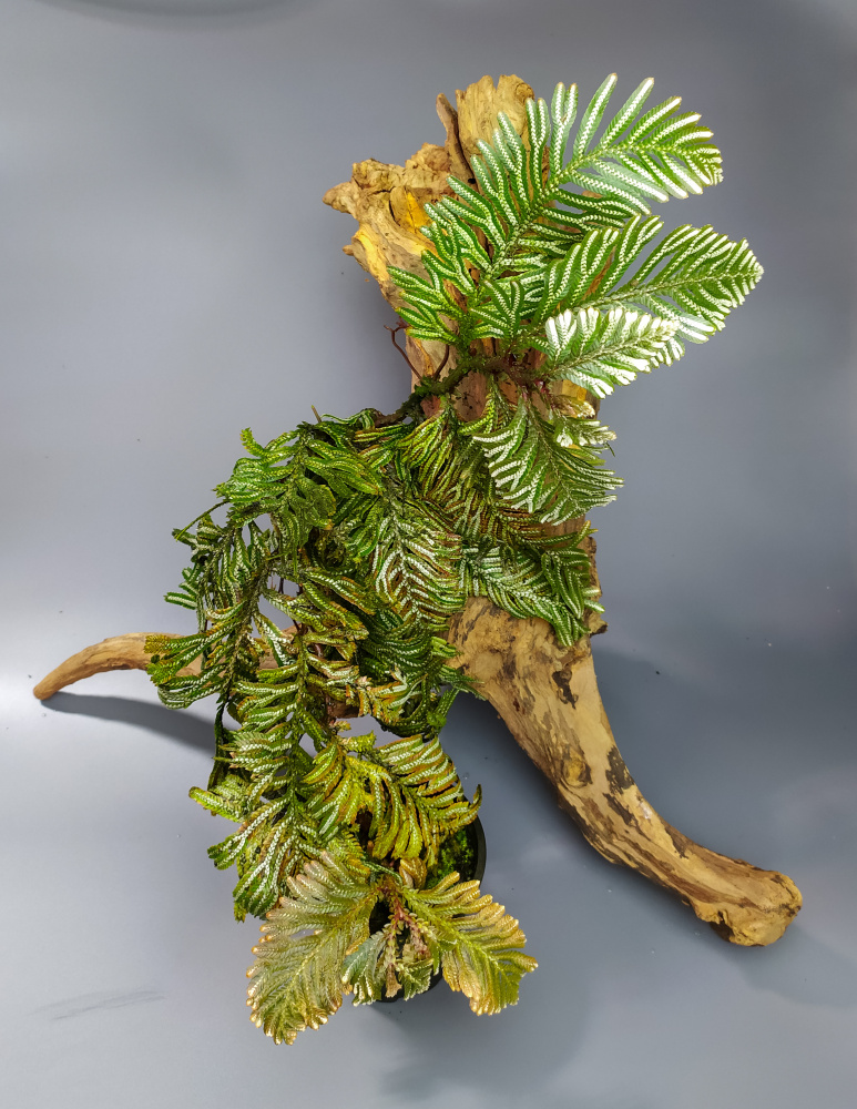 Selaginella picta