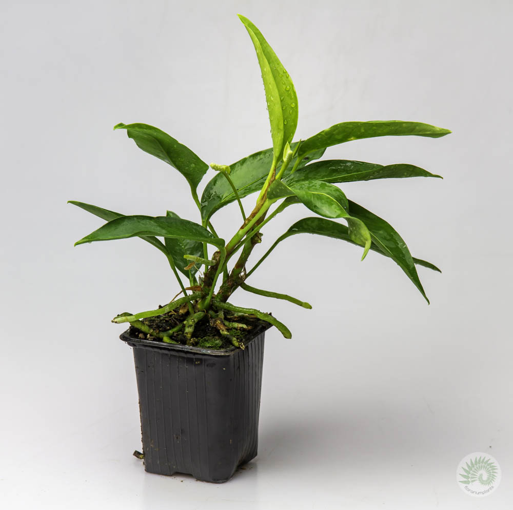 Anthurium  scandens (антуриум лазающий)