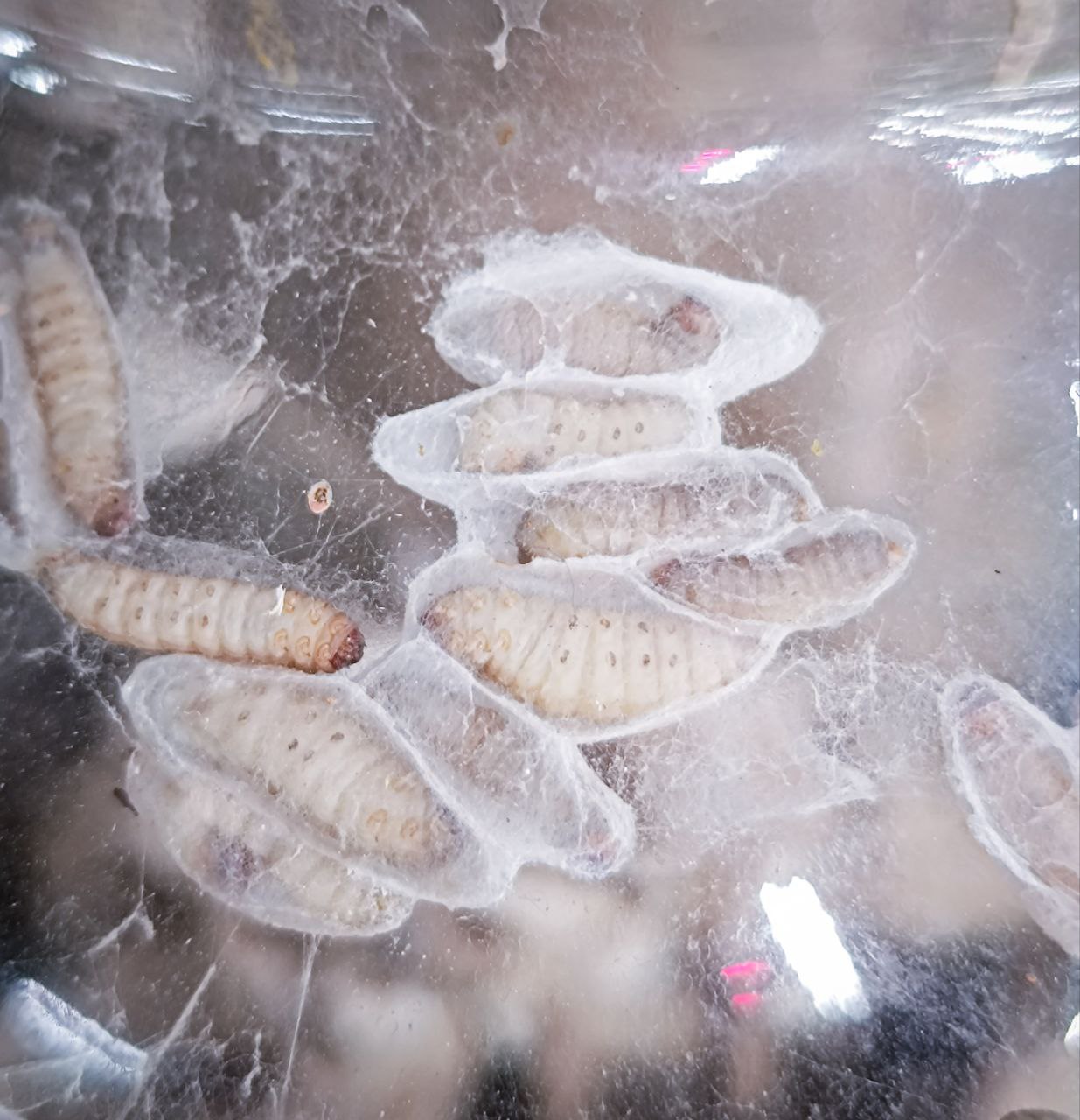 Кормовая культура восковой огневки (Achroia grisella)