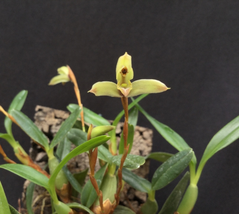 Maxillaria cerina M