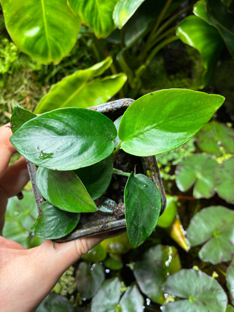 Anubias barteri nana