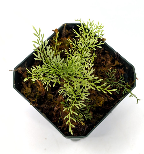 Asplenium theciferum cf