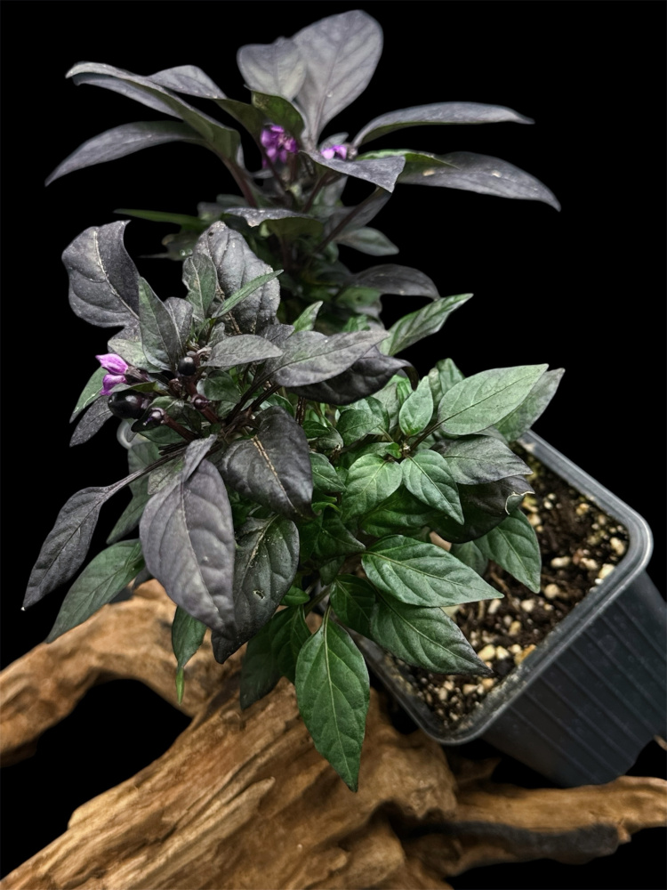 Capsicum annuum "Черный жемчуг"