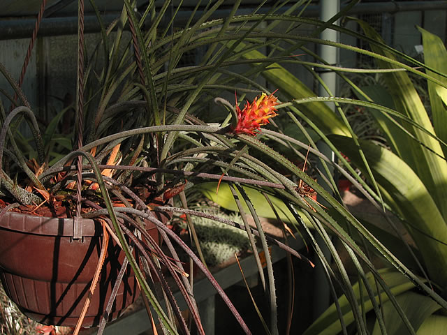 Acanthostachys strobilacea