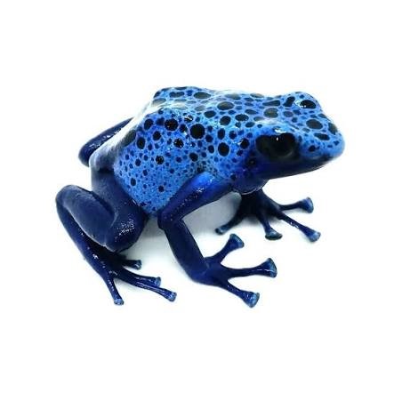 dendrobates-tintotius-azureus