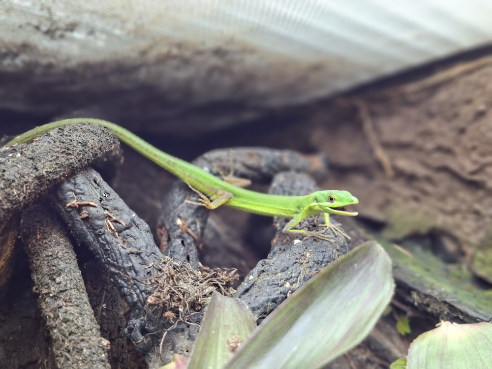 изумрудная долгохвостка (Takydromus smaragdinus)
