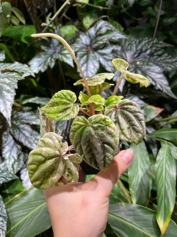 Peperomia Buenos Aires S