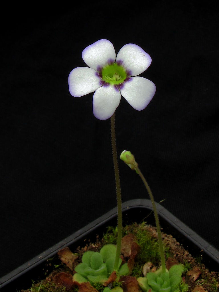 Pinguicula martinezii d5, детка