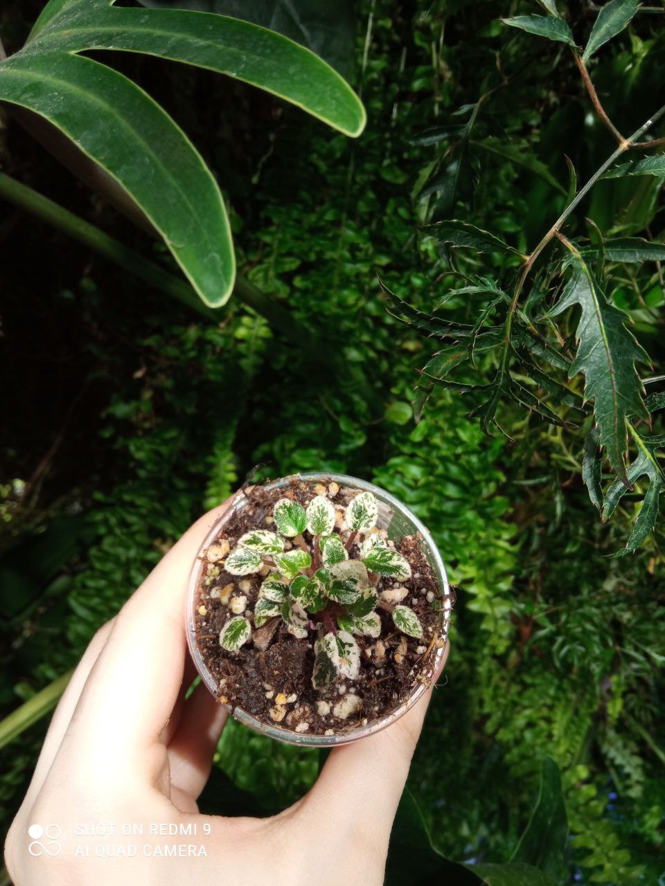 Saintpaulia sp variegata var 2