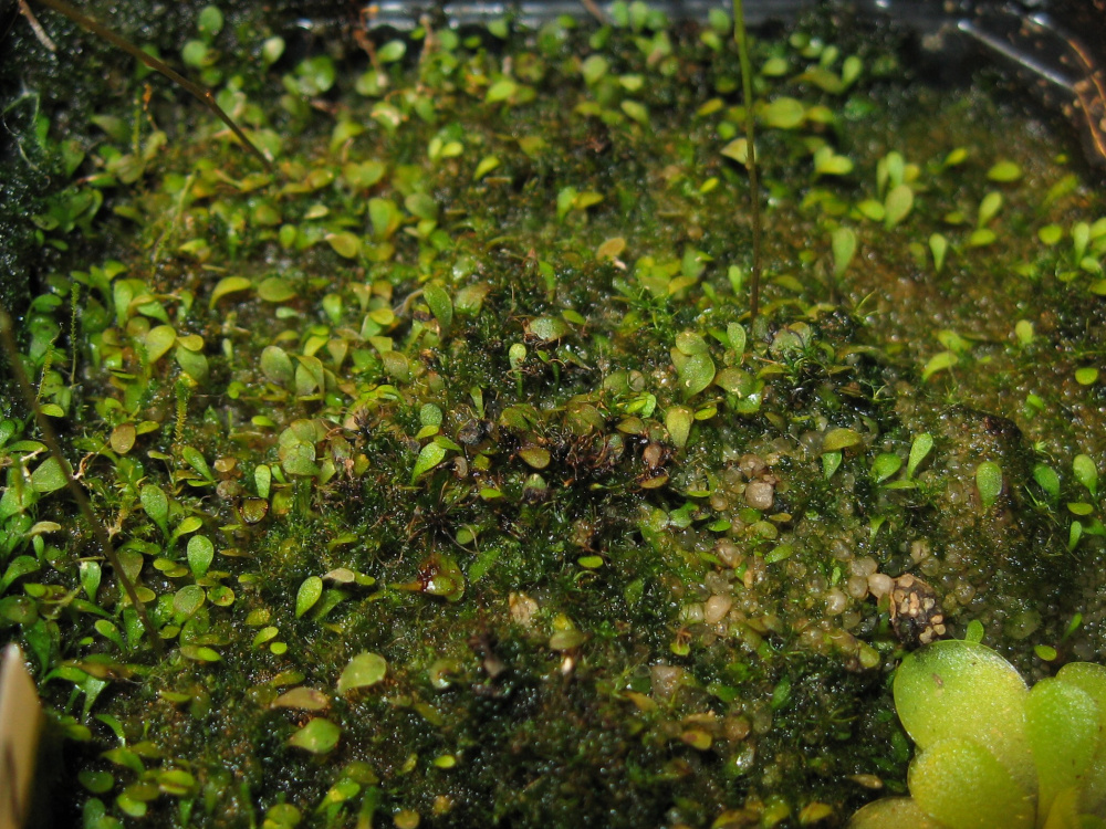 Utricularia welwitschii д7