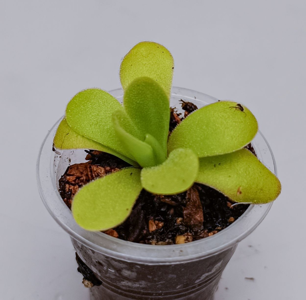 Pinguicula martinezii d5, детка