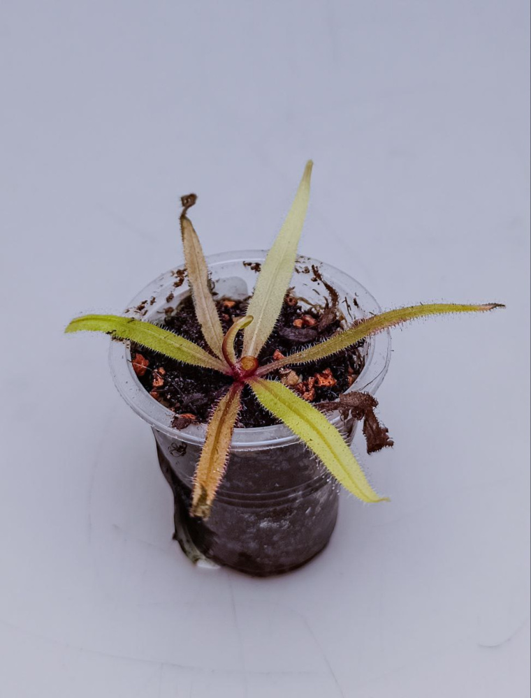 Drosera adelae д5, детка