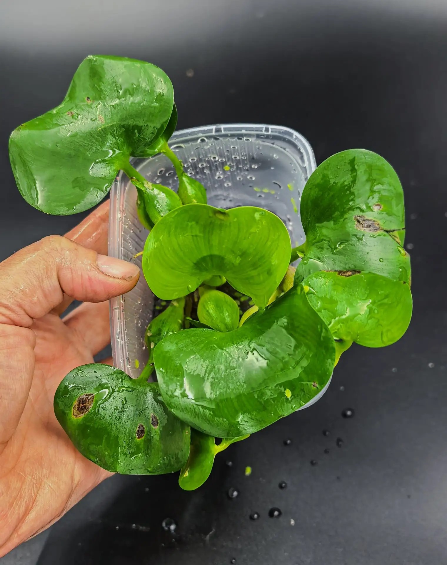 Eichornia crassipes (водный гиацинт)