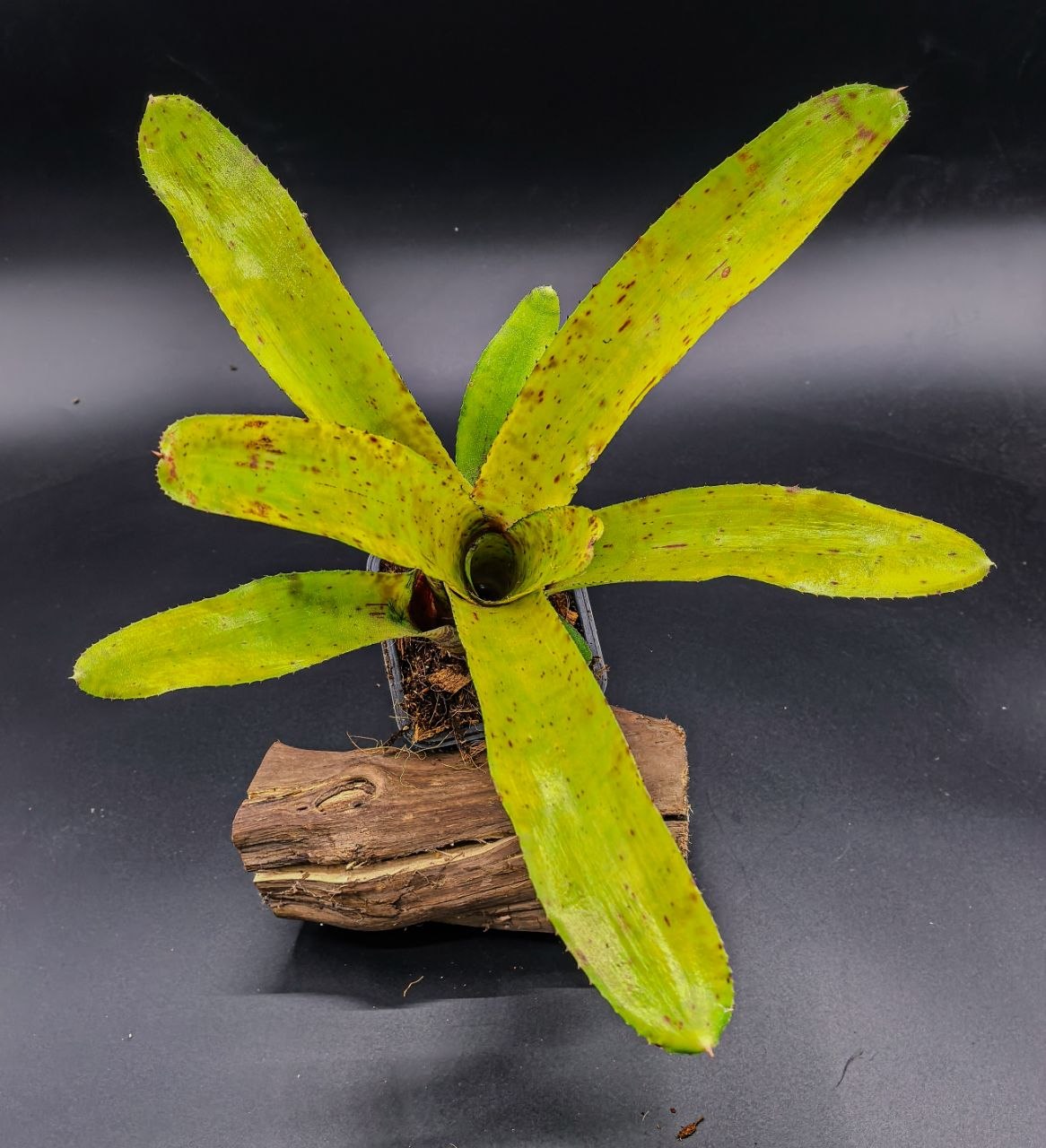 Neoregelia (cruenta x olens) x punctatissima