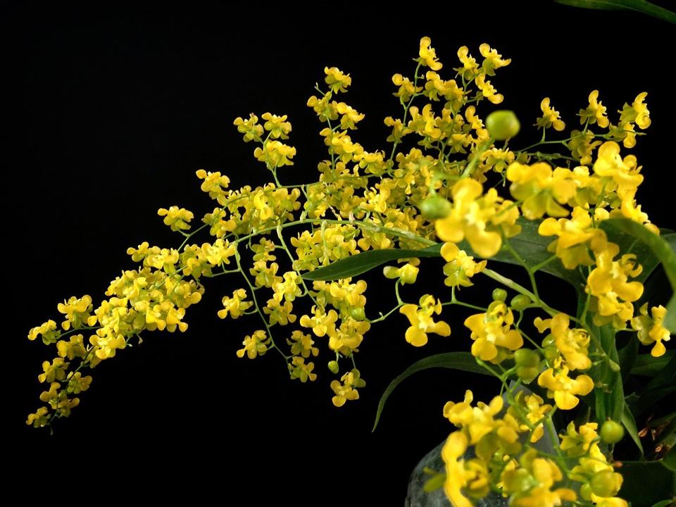 Oncidium cheirophorum S