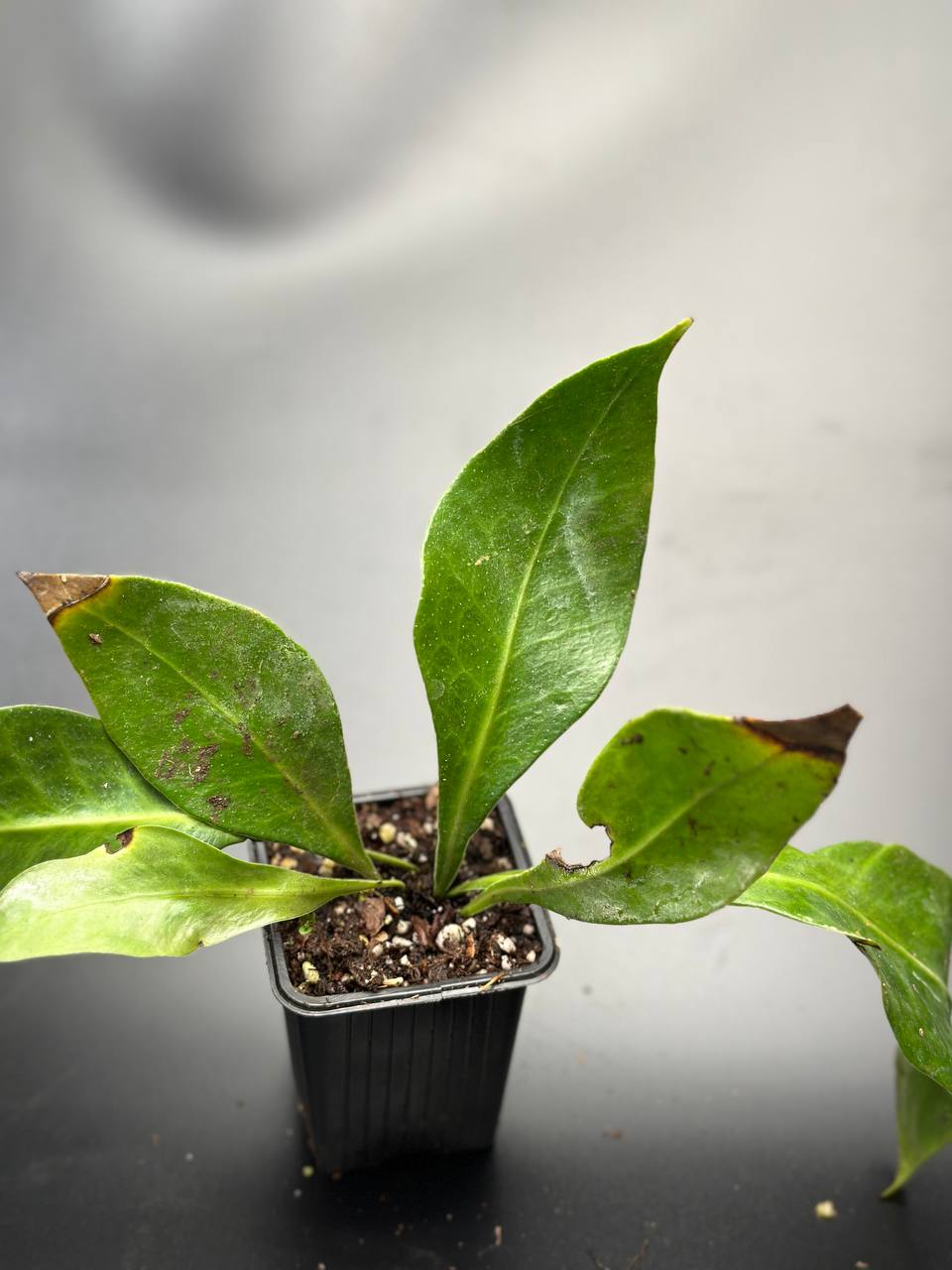 Microsorum whiteheadii