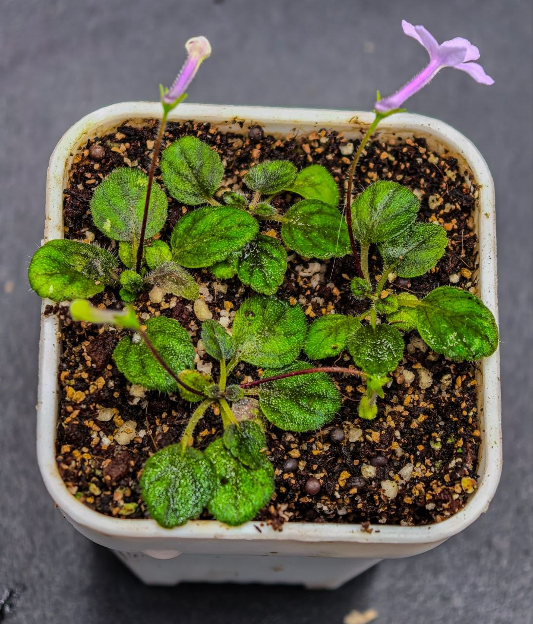 Sinningia 'pussila imbe'
