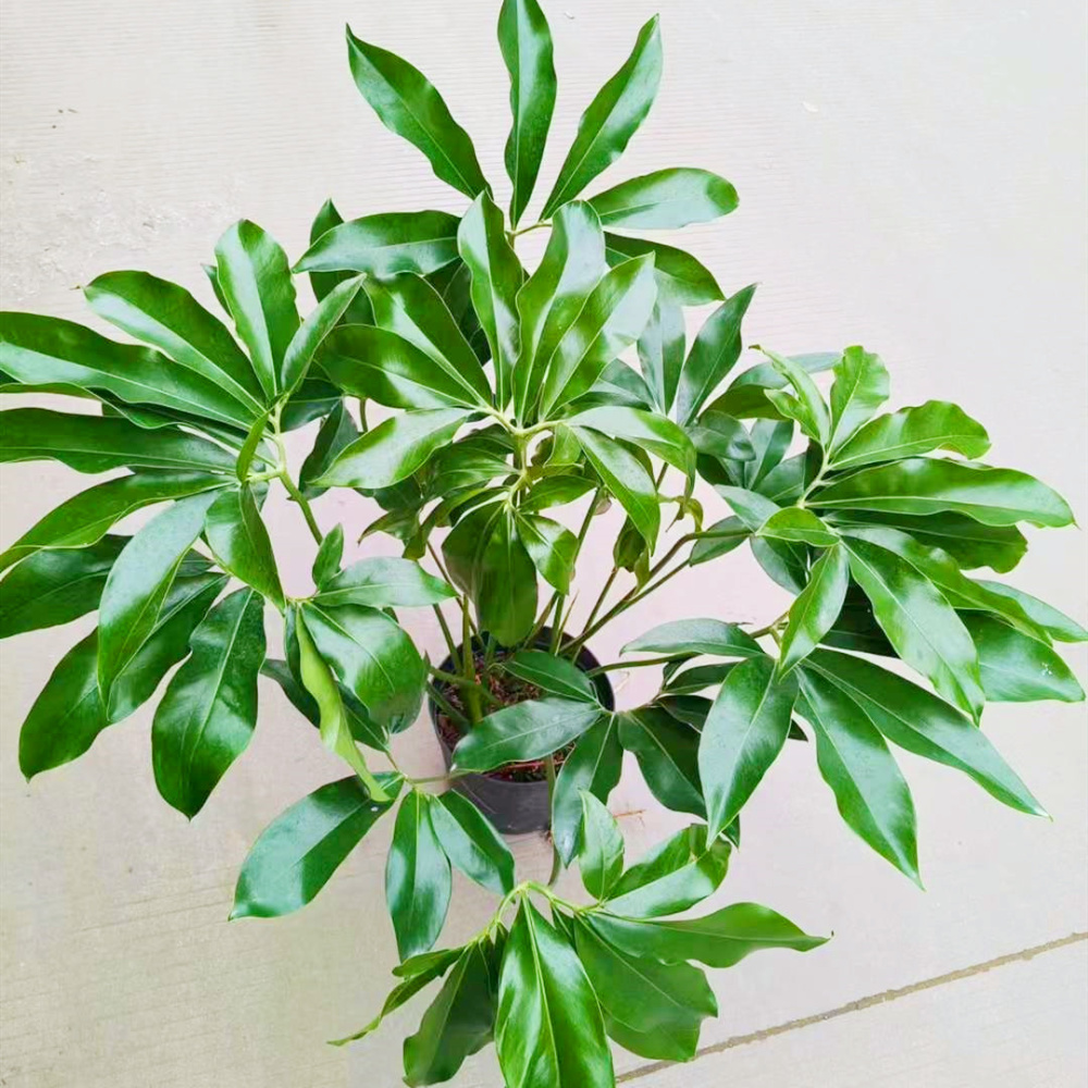 Philodendron goeldii