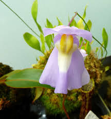 Utricularia alpina × humboldtii д7