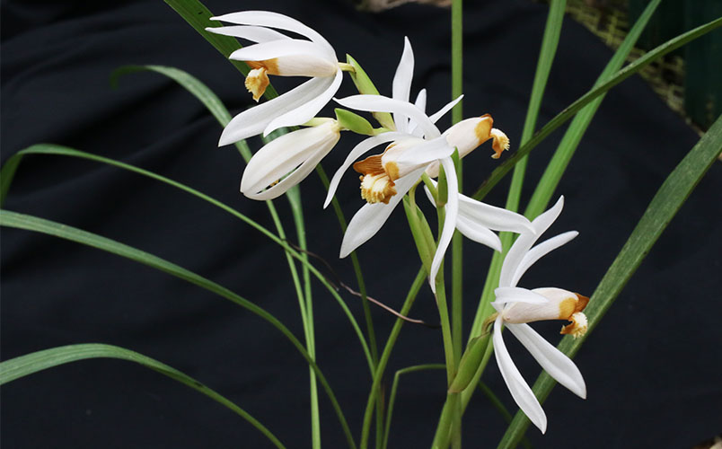 Coelogyne palawanensis