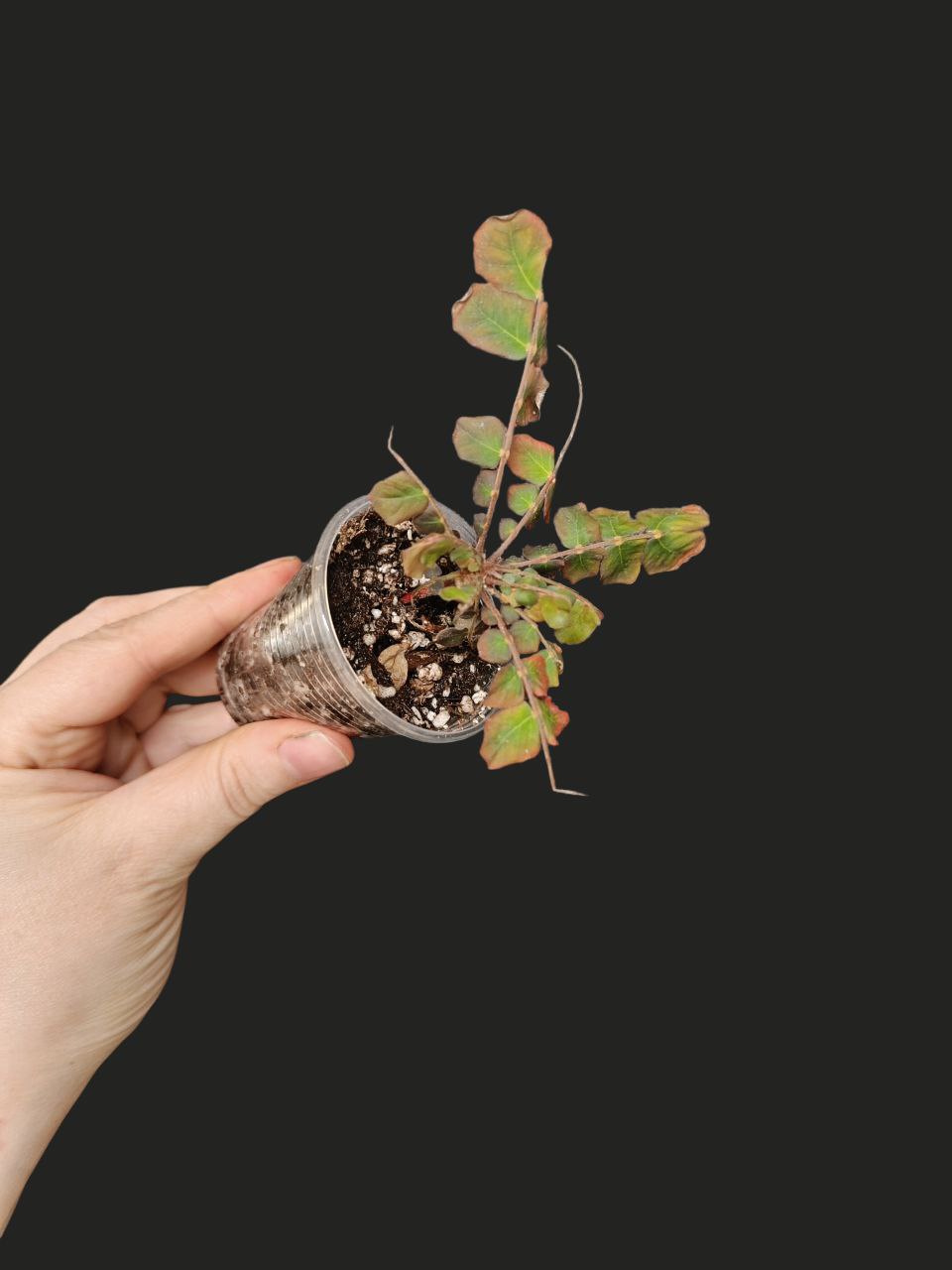 Biophytum somnians