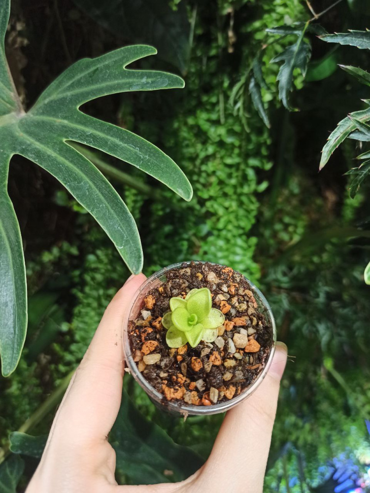 Pinguicula ibarrae