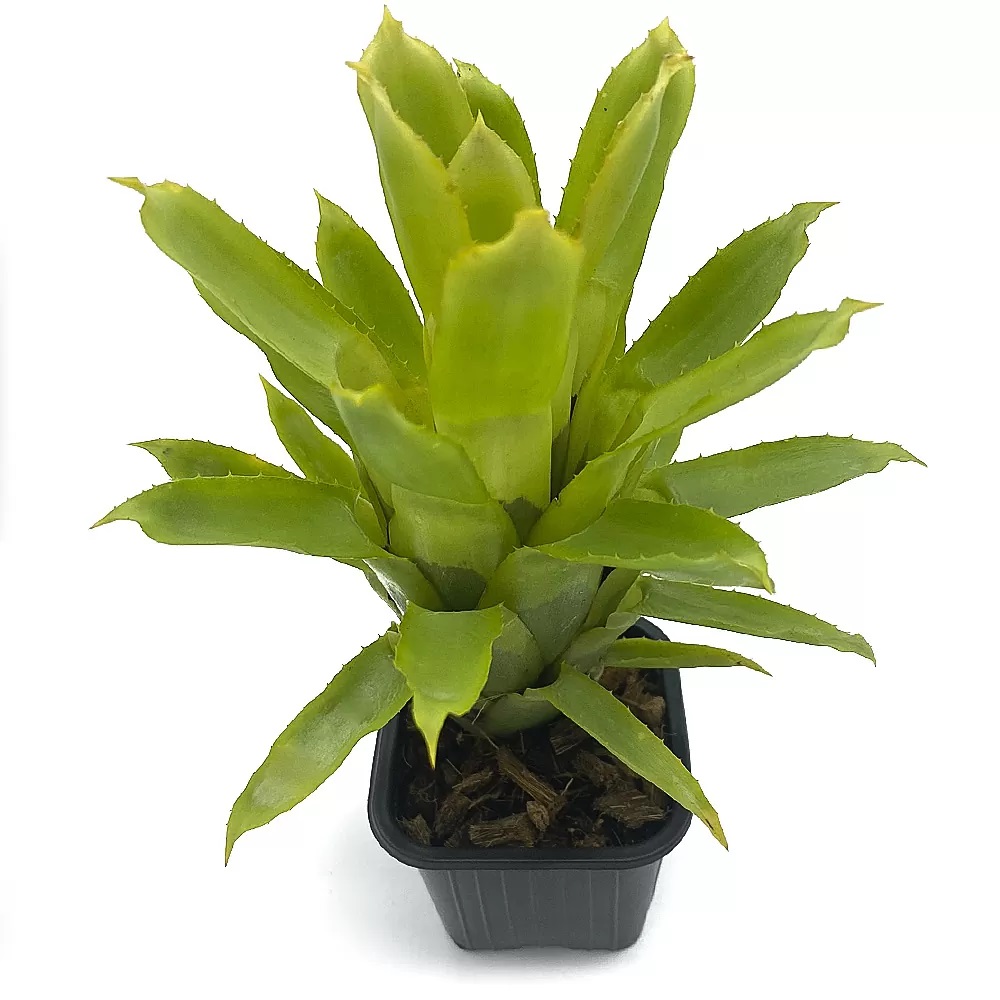 Quesnelia tubifolia