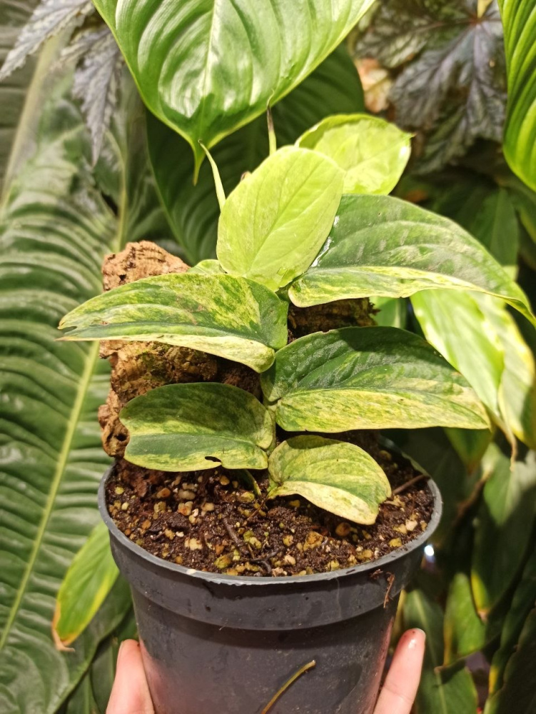 Rhaphidophora korthalsii variegata на тотеме