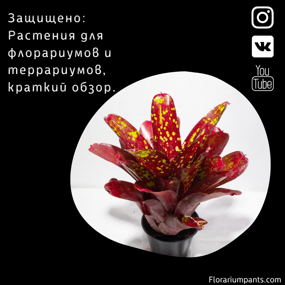 Защищено: Растения для флорариумов и террариумов, краткий обзор.