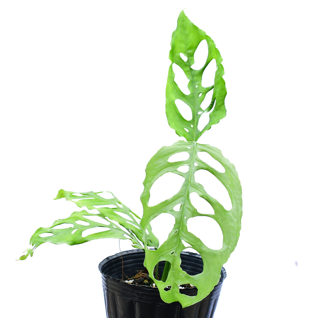 Monstera obliqua peru