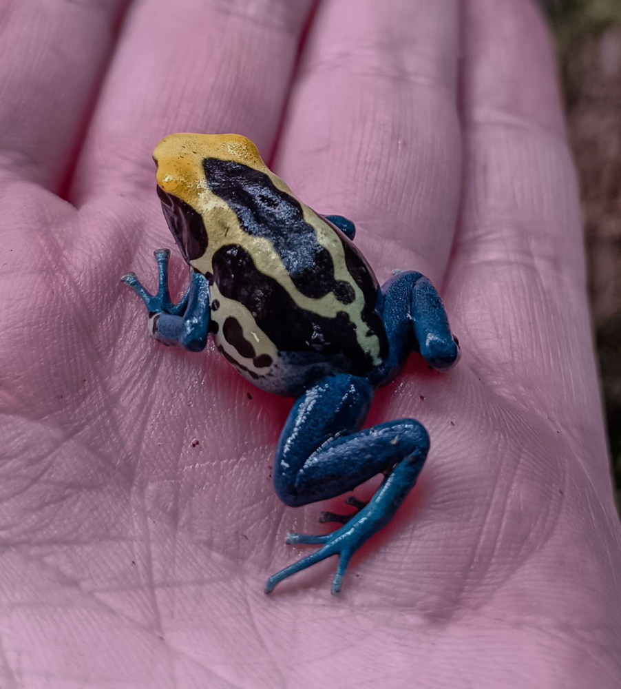 Dendrobates tinctorius patricia