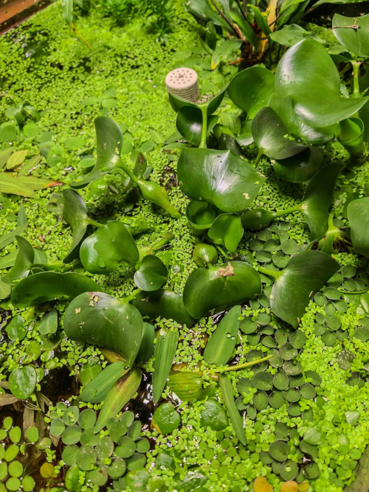 Eichornia crassipes (водный гиацинт)