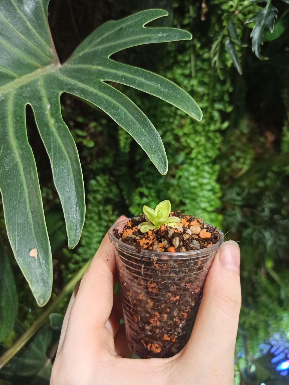 Pinguicula ibarrae