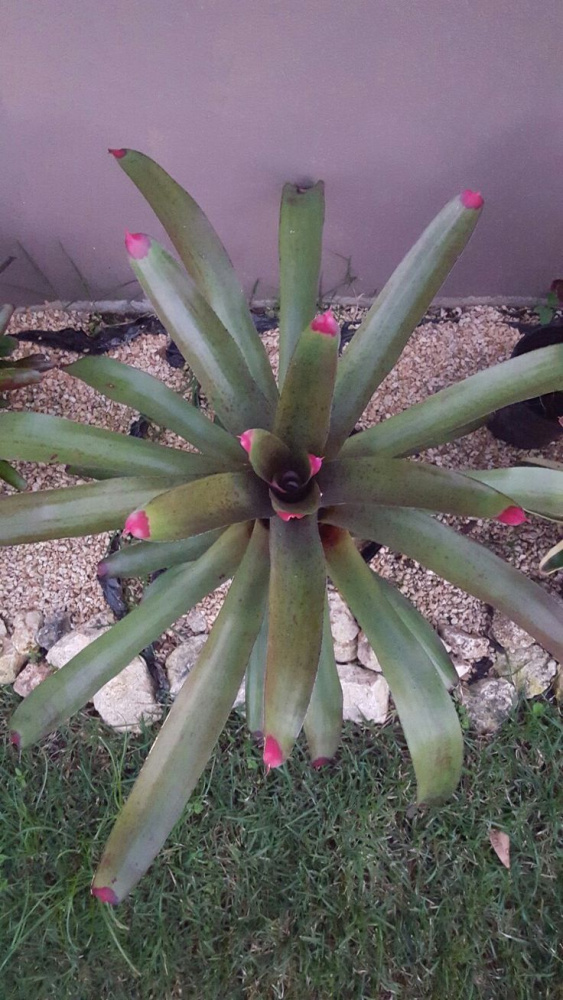 Neoregelia red tip