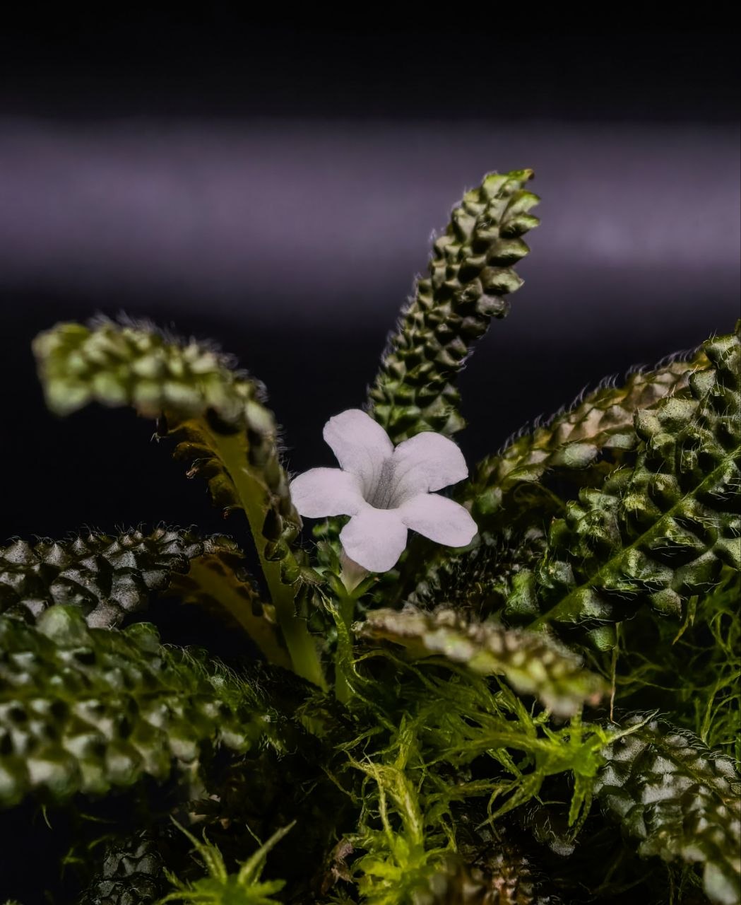 Nautilocalyx pemphidius