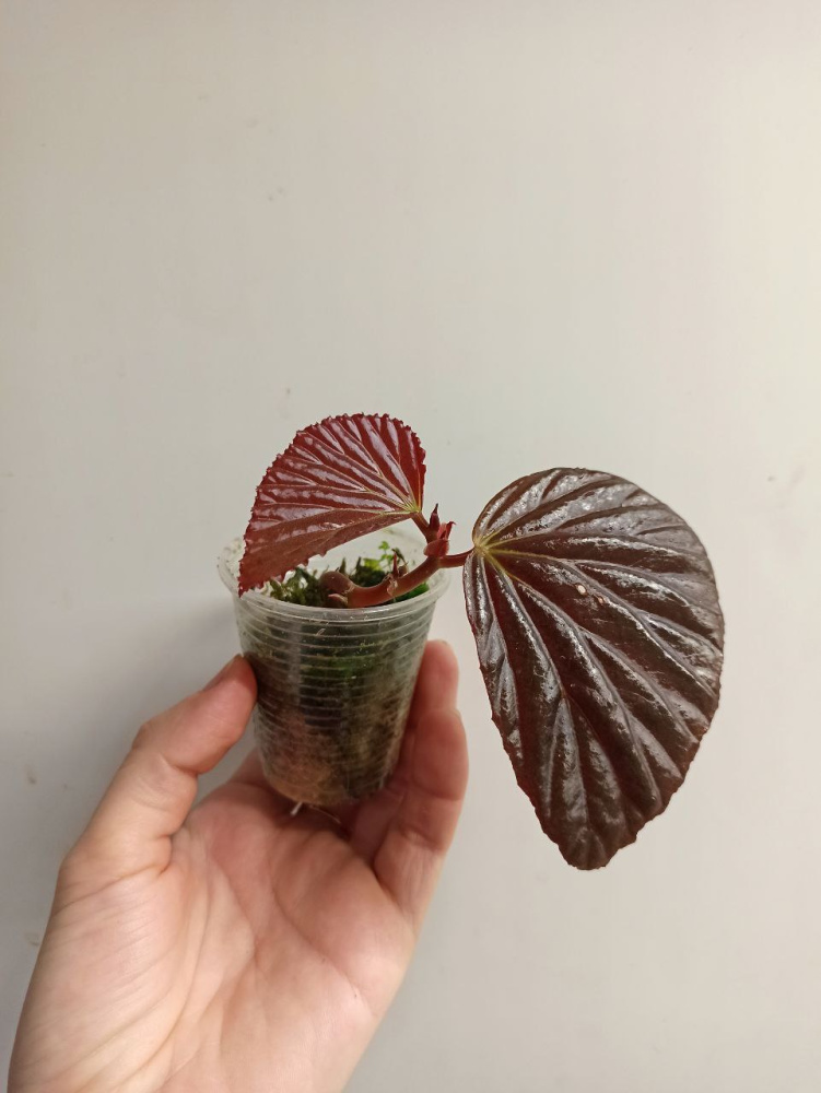 Begonia sp. Metallic black (Sulawesii)