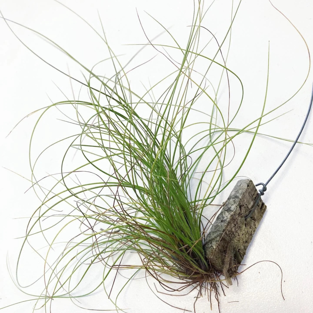 Tillandsia festucoides