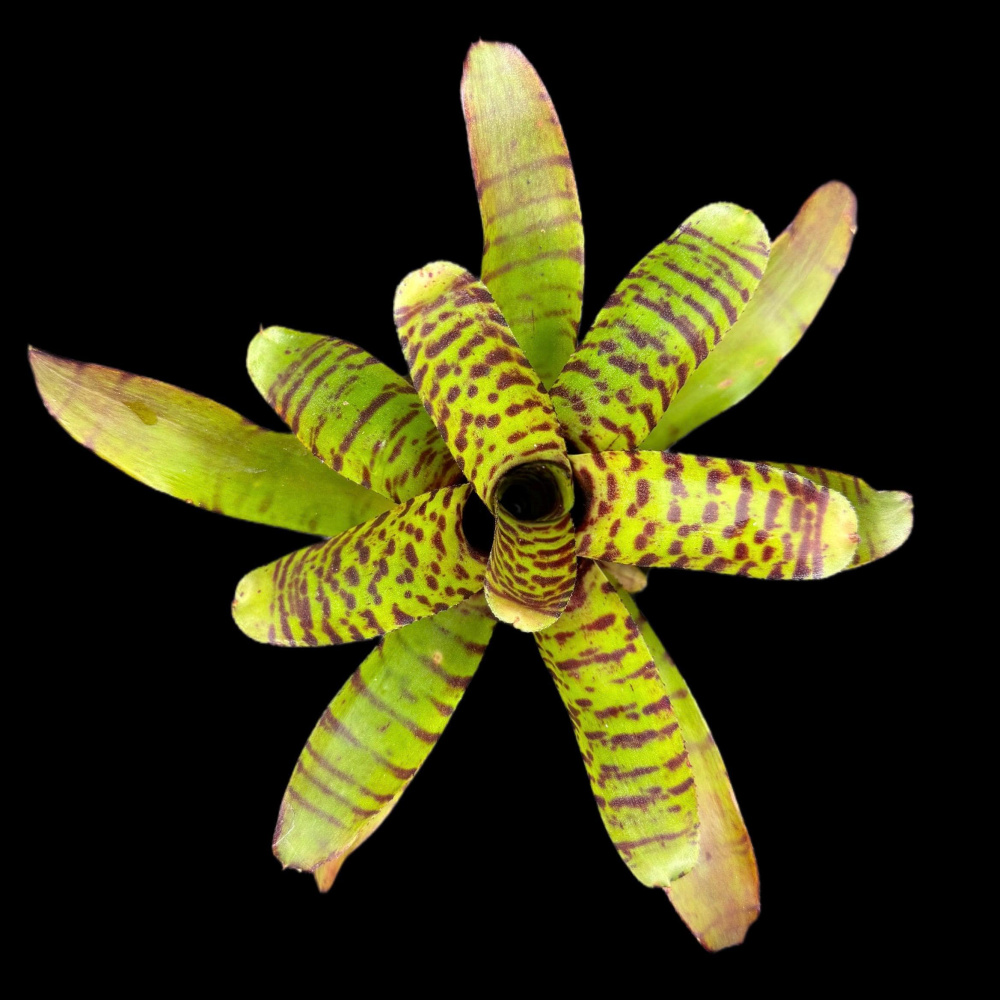 Neoregelia tic tac
