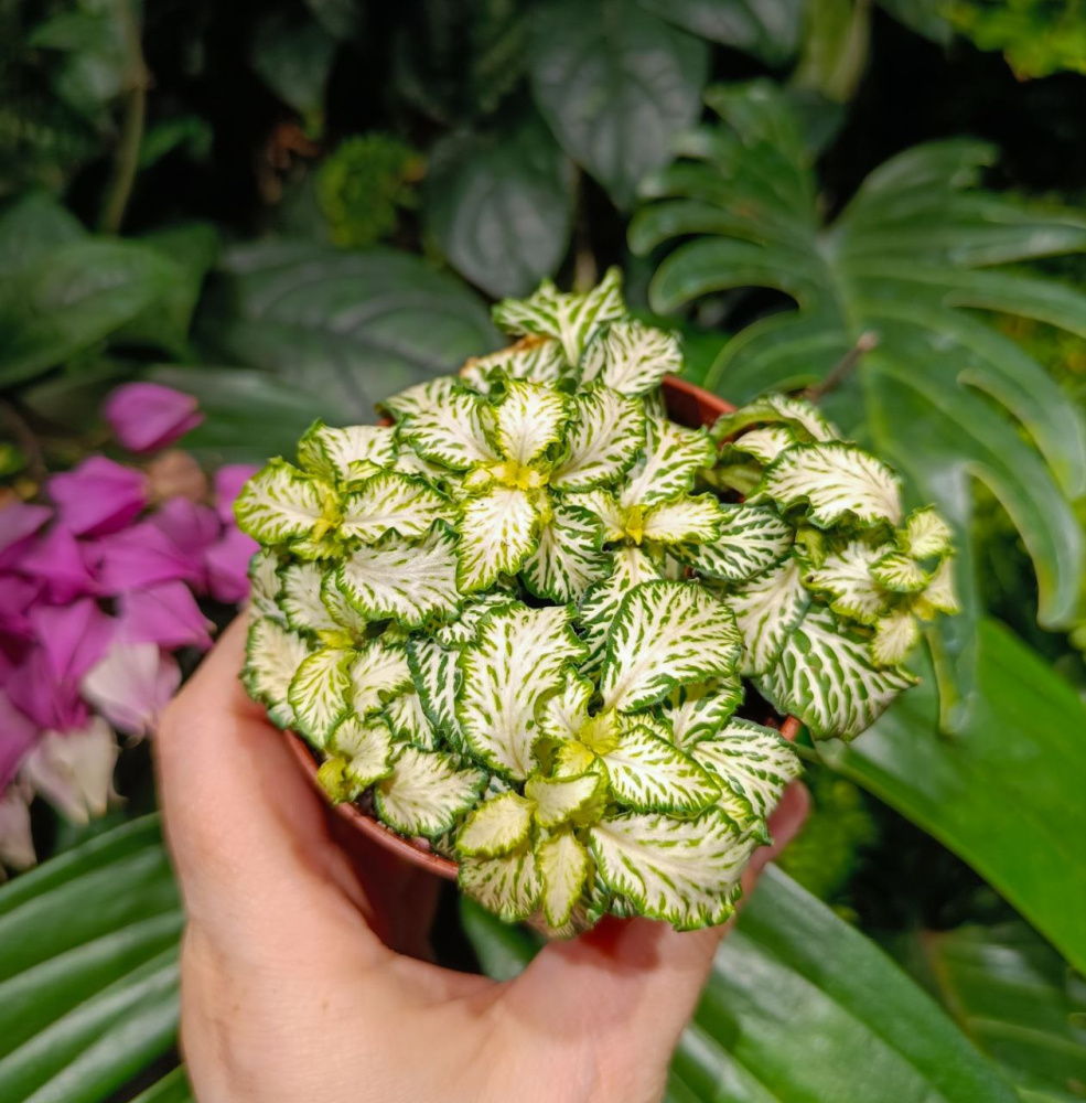 Fittonia sp (фиттония бело-зеленая), d9