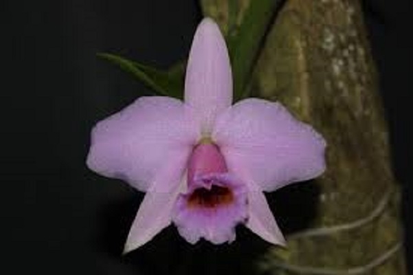 Laelia praestans concolor x alaorii S
