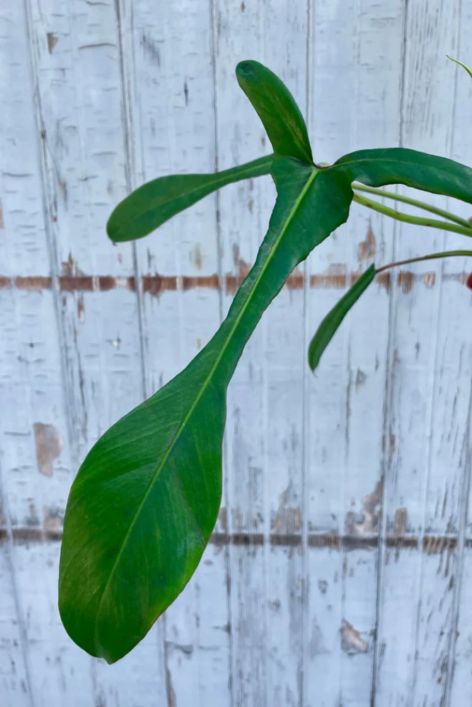 Philodendron joepii