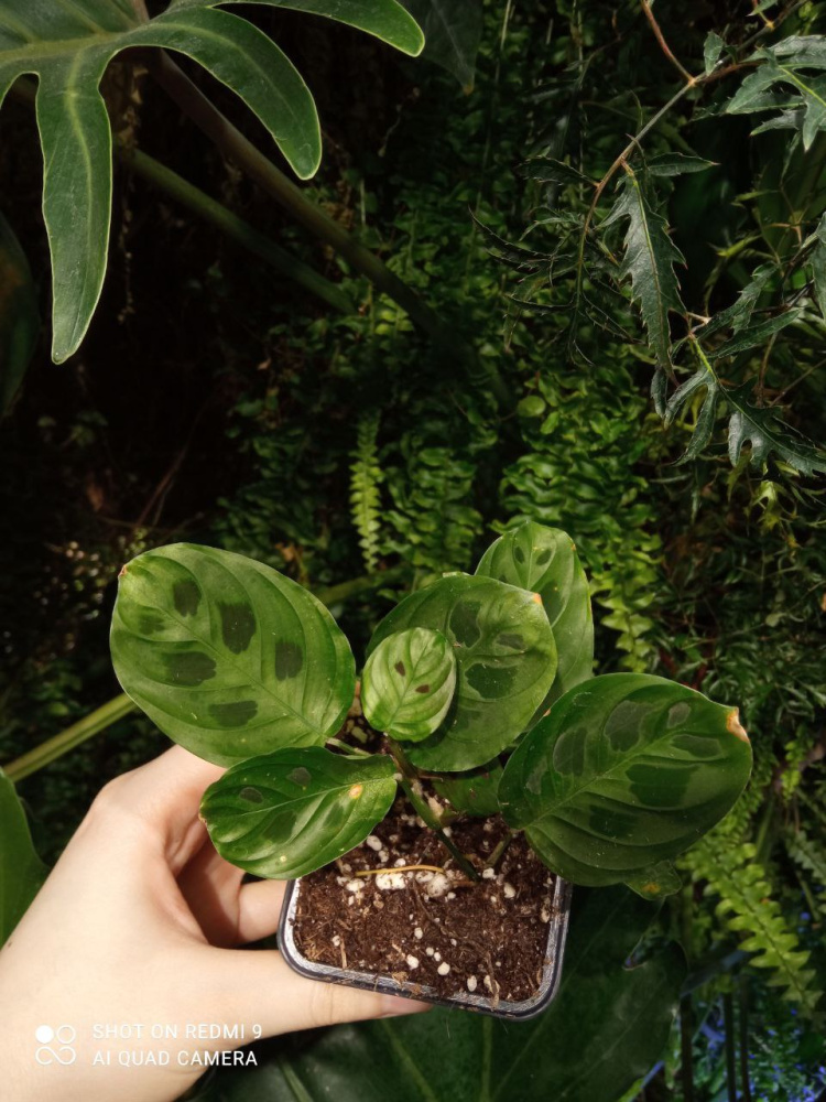 Maranta repens